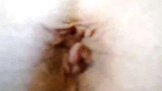 POV Perses vene tiss suus ja tihe vagiina